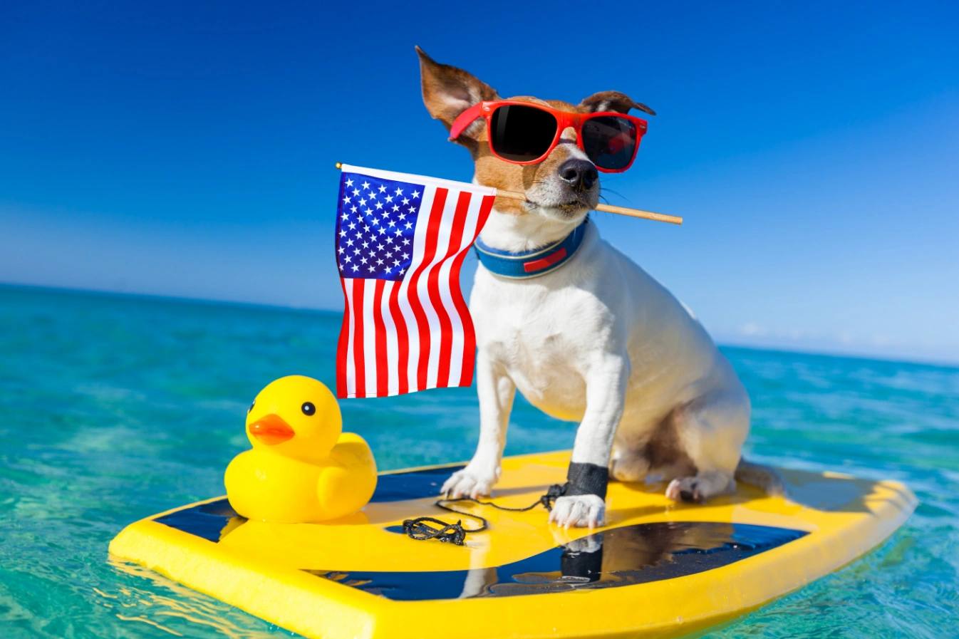 Amazing Dog Friendly Beaches Long Island: 2023